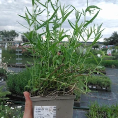 Seedling