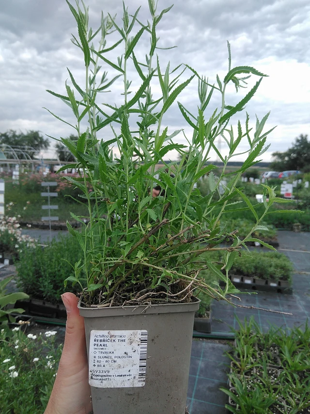 Yarrow The Pearl - 21. 7. 2026