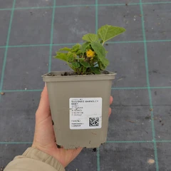 Plantón