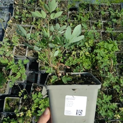 Planta K11