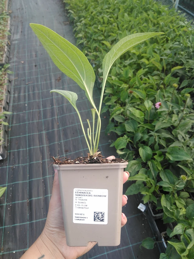 Echinacea SunSeekers Rainbow - 16. 7. 2026