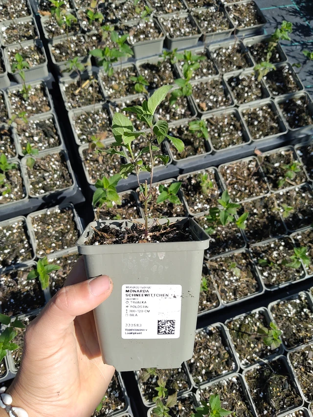 Monarde Schneewittchen - 12. 8. 2026