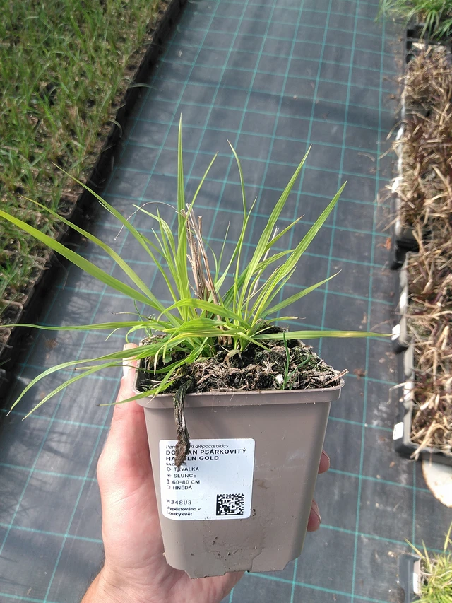 Pennisetum Hameln Gold - 27. 6. 2025