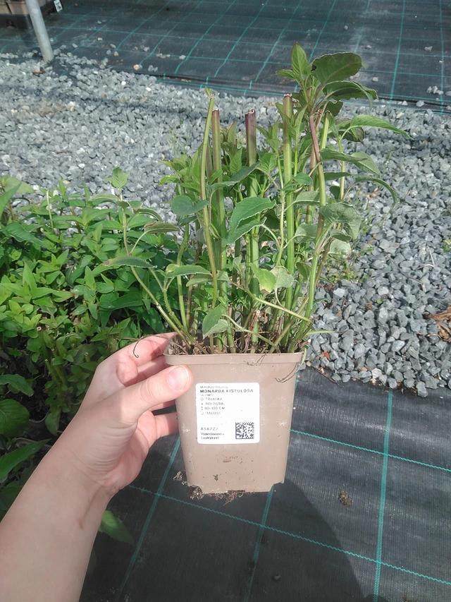 Monarda fistulosa - 2. 6. 2026