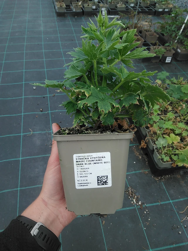 Jaloritarinkannus Magic Fountains Dark Blue (White Bee) - 3. 6. 2026