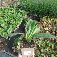 Seedling