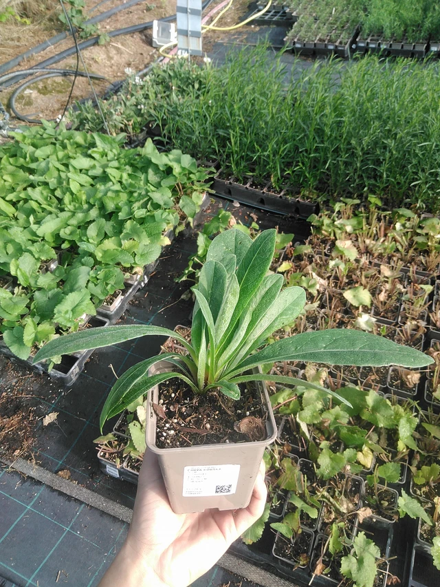 Mountain Cornflower - 22. 7. 2026