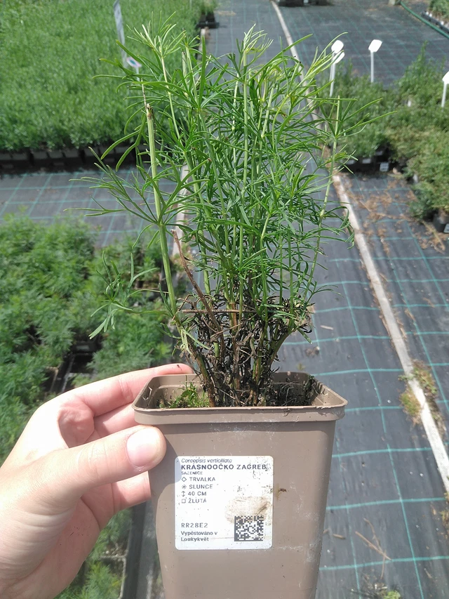 Coreopsis Zagreb - 2. 6. 2026