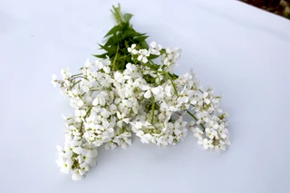 Hesperis