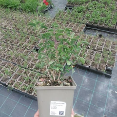 Stor planta
