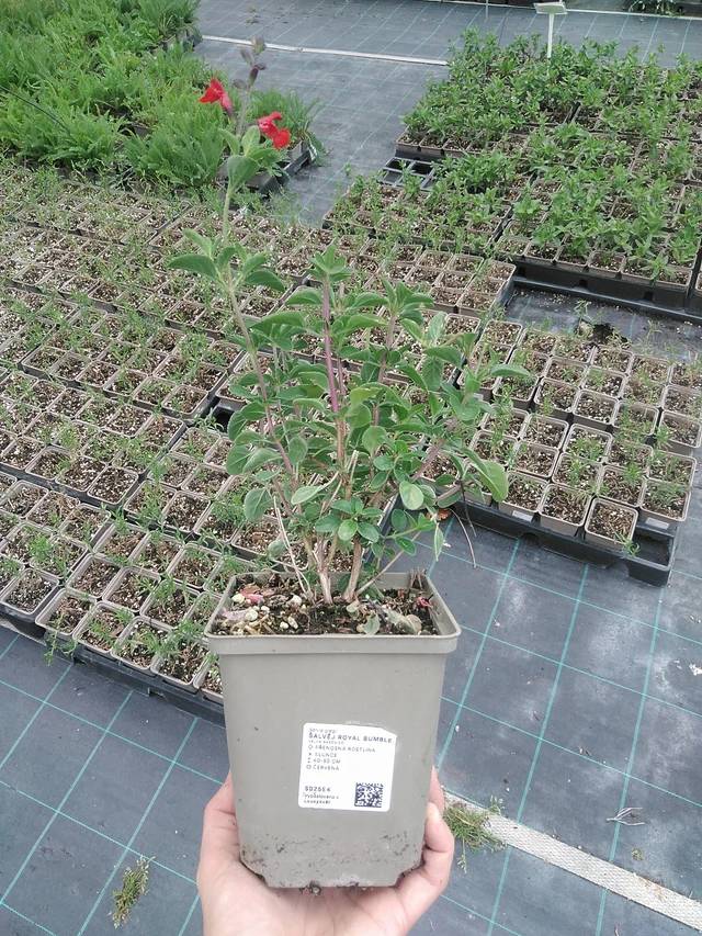 Salvia Royal Bumble - 21. 7. 2026