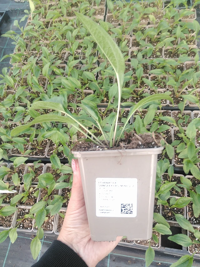 Echinacea SunSeekers Mineola - 16. 7. 2026