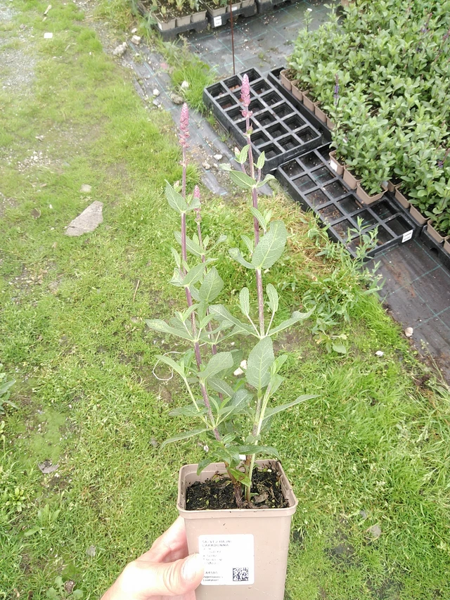Sauge des bois Caradonna - 21. 7. 2025