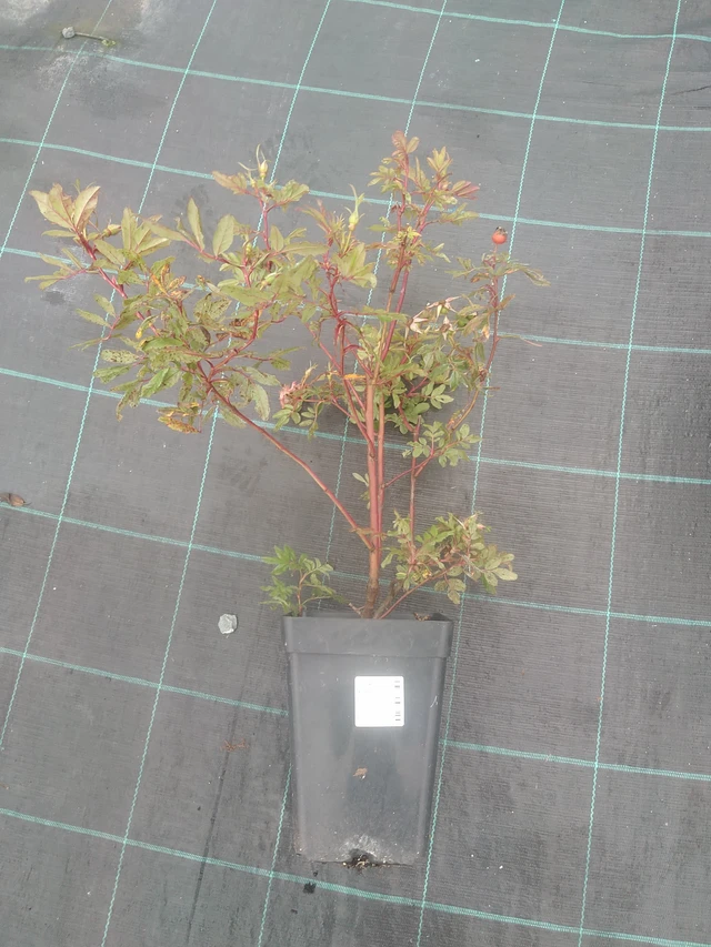 Rosier Magical Delight (Kolmade) - 10. 10. 2025