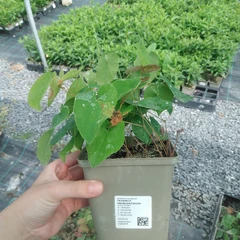 Stor planta