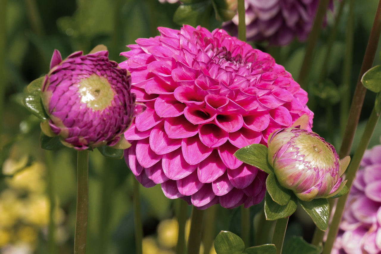 Dahlia Jowey Frambo, Loukykvět