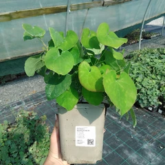 Stor planta