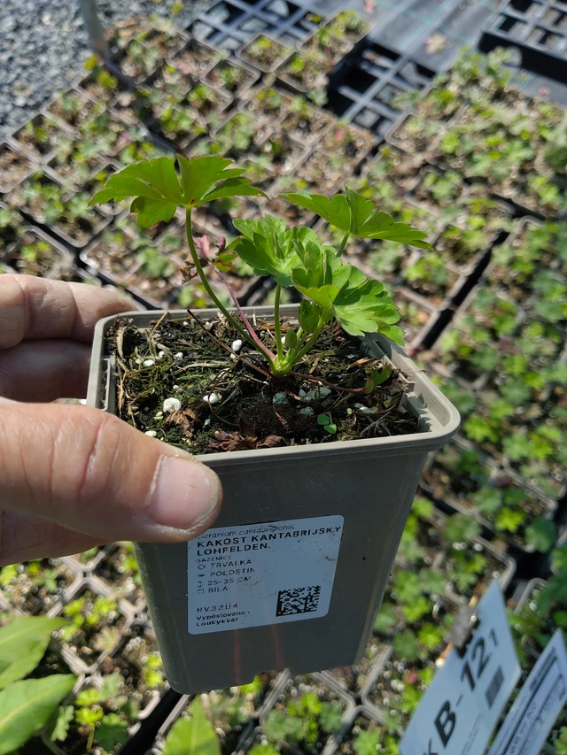 Liten flocknäva Lohfelden - 16. 7. 2026