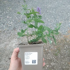 Planta