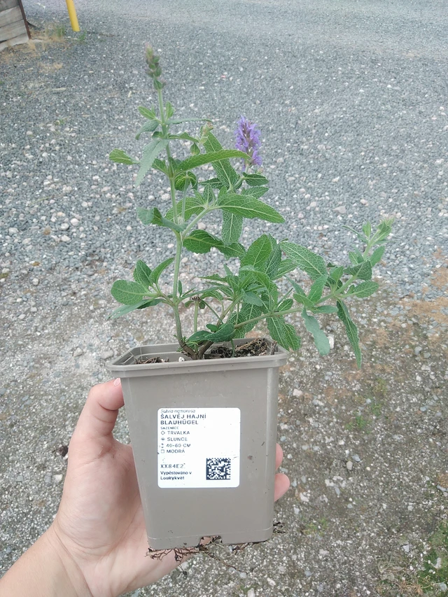 Salvia nemorosa Blauhügel - 21. 7. 2026