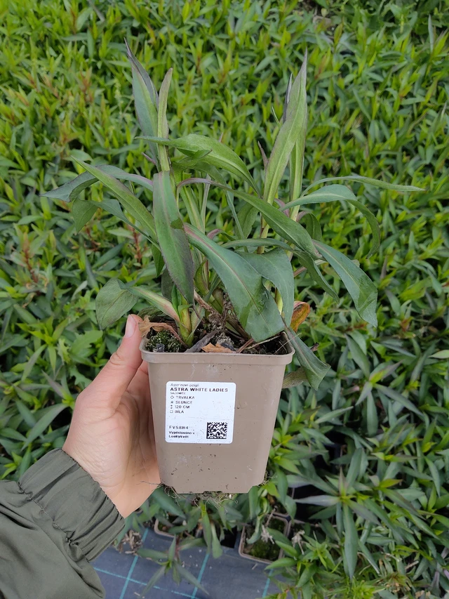 Aster White Ladies - 13. 5. 2026