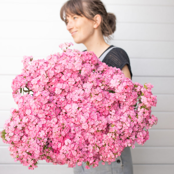 Hvozdík bradatý Sweet Pink, Loukykvět
