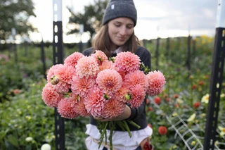 Dahlia