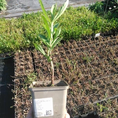 Plantón
