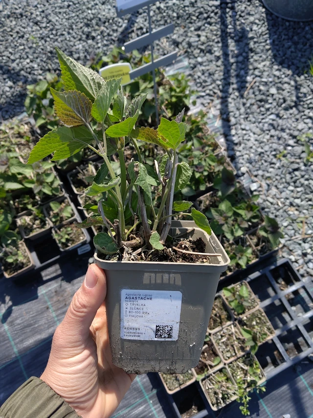 Agastache - 13. 5. 2026