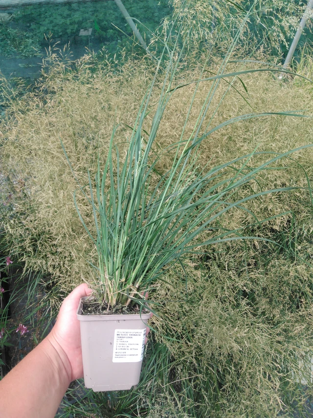 Metlice trsnatá Tardiflora - 2024