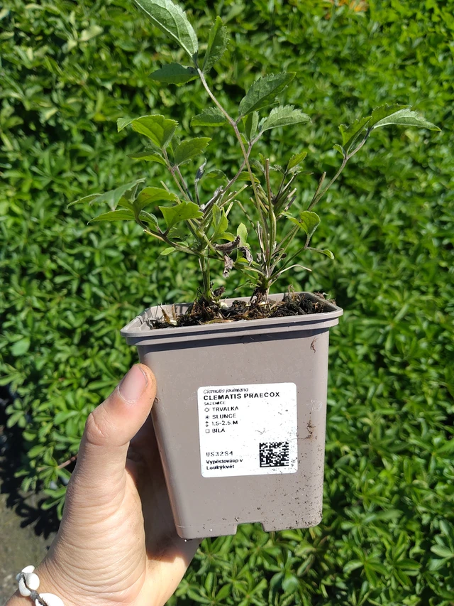 Clematis Praecox - 12. 8. 2026
