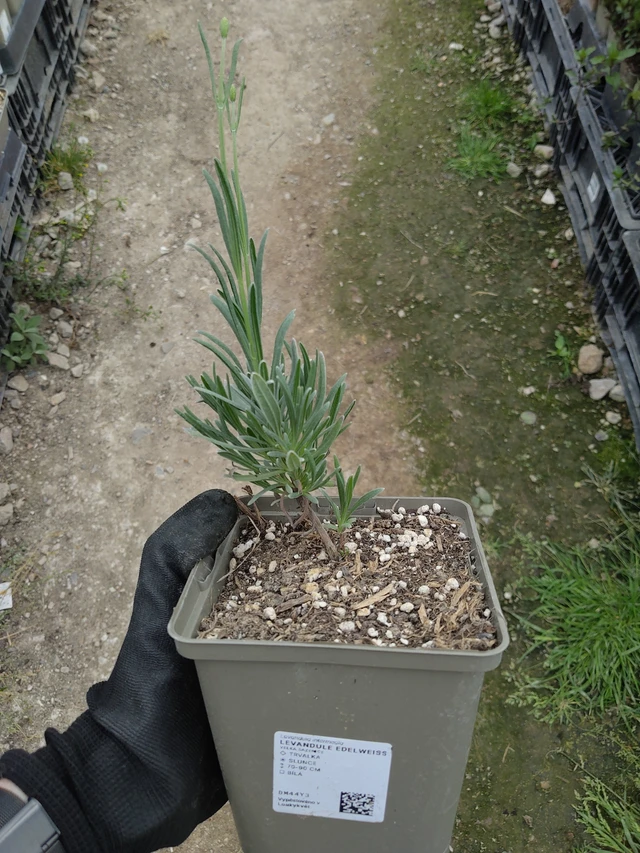 Lavande Edelweiss - 13. 5. 2026