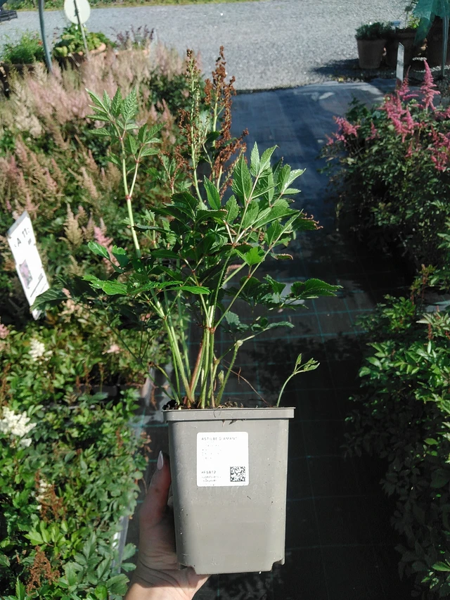 Astilbe Diamant - 13. 7. 2026