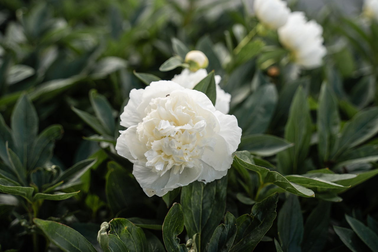 Pfingstrose Duchesse de Nemours, Loukykvět