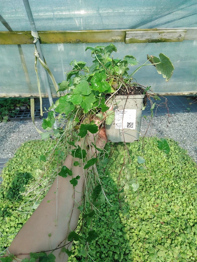 Tiarella Moorgrün - 13. 7. 2026