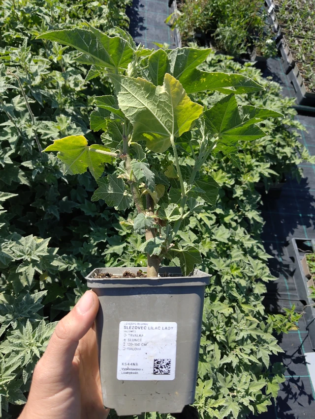 Lavatère Lilac Lady - 12. 8. 2026