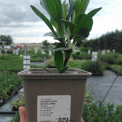 Seedling