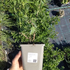 Grand plant
