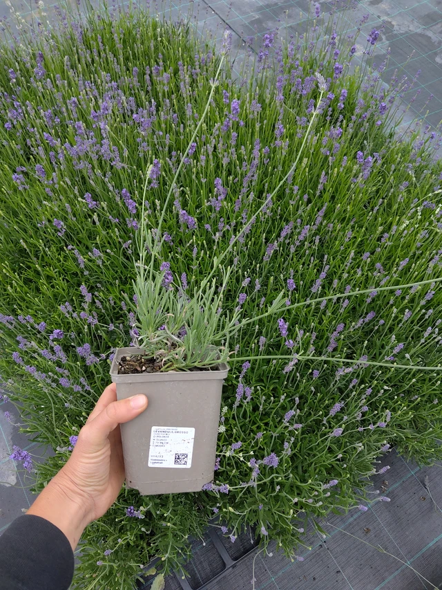 Lavender Grosso - 11. 6. 2026