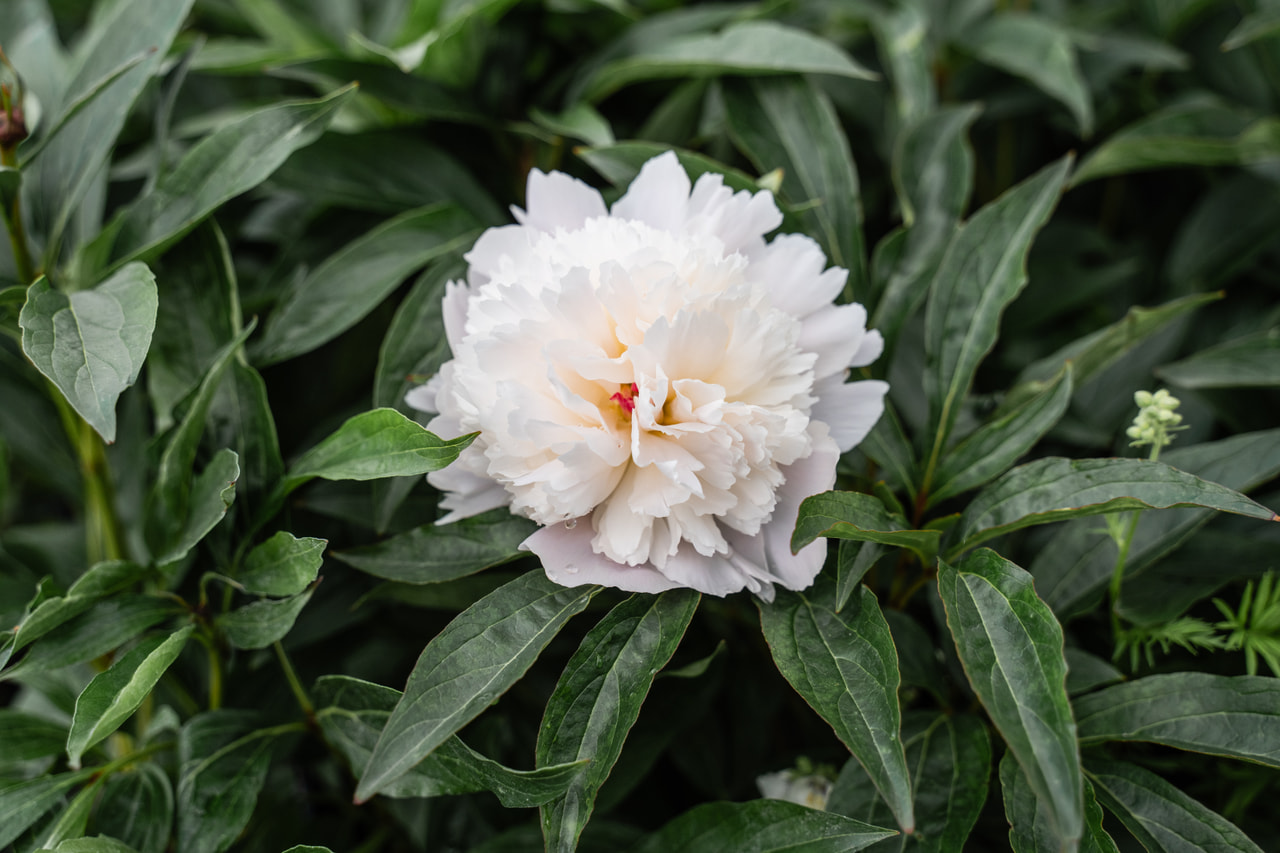 Pivoine Alertie, Loukykvět