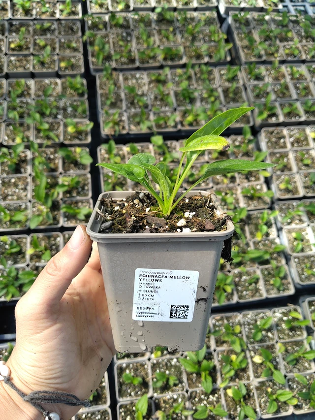 Echinacea Mellow Yellows - 11. 8. 2026