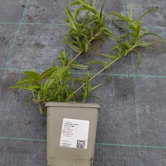 Seedling