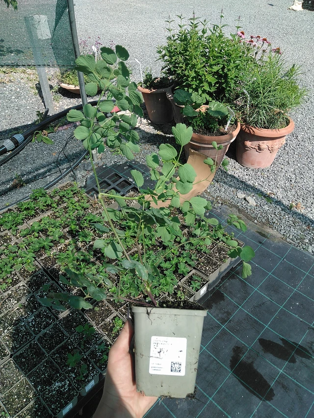Sinavadlapis vingiris - 13. 7. 2026
