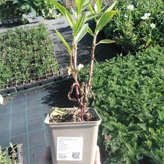 Plantón