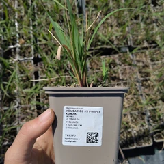 Plantje