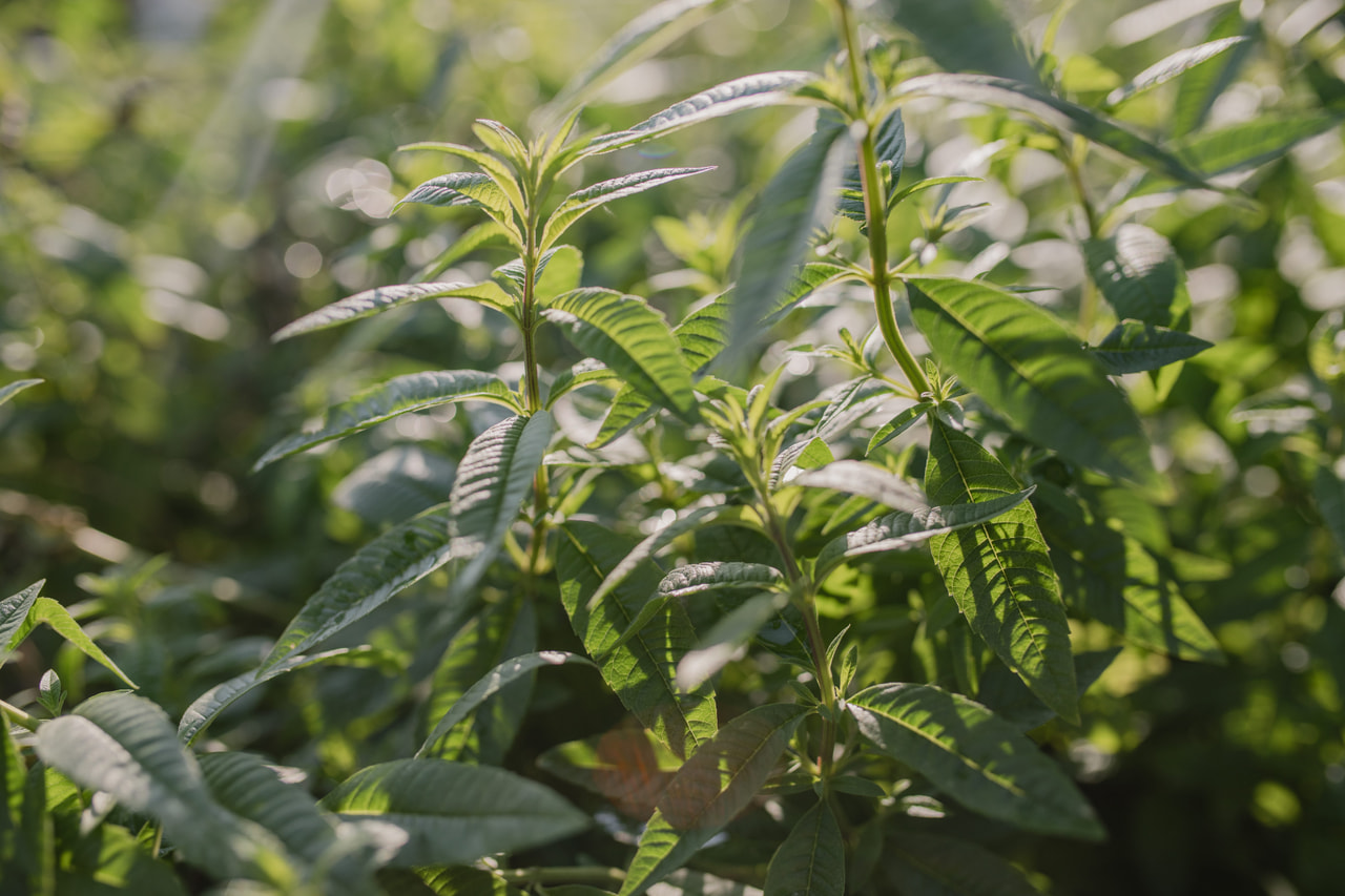 Verbena citronová, Loukykvět