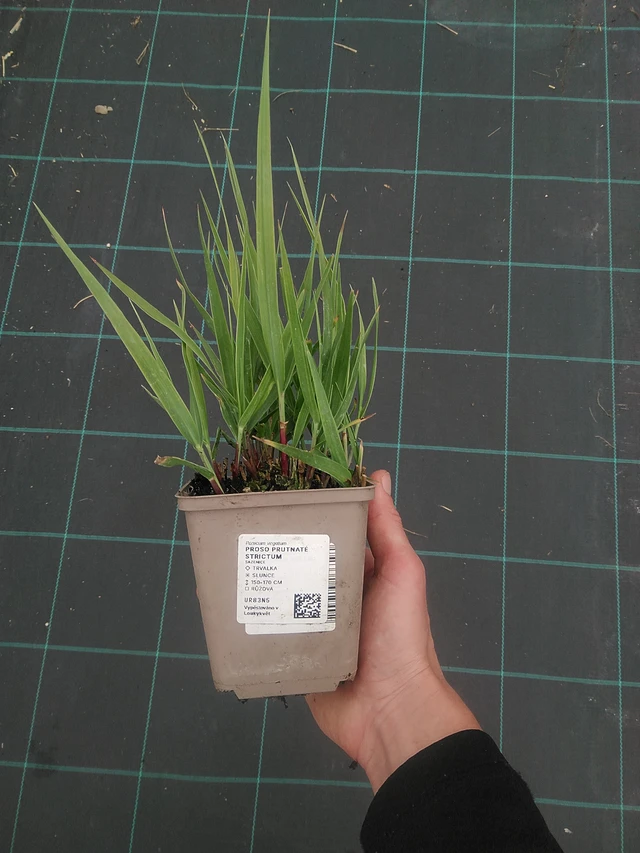 Virginianhirssi Strictum - 3. 6. 2026