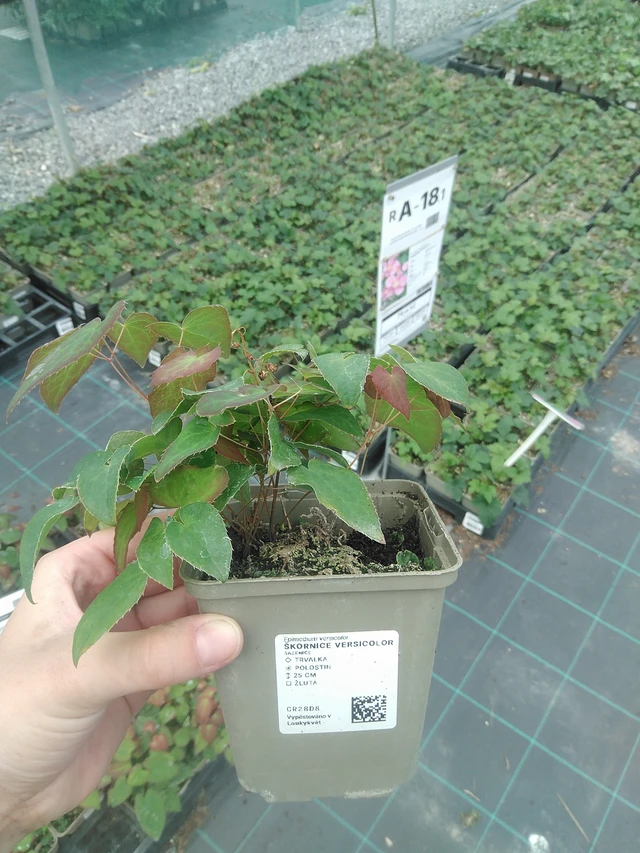 Bispehue Versicolor - 2. 6. 2026
