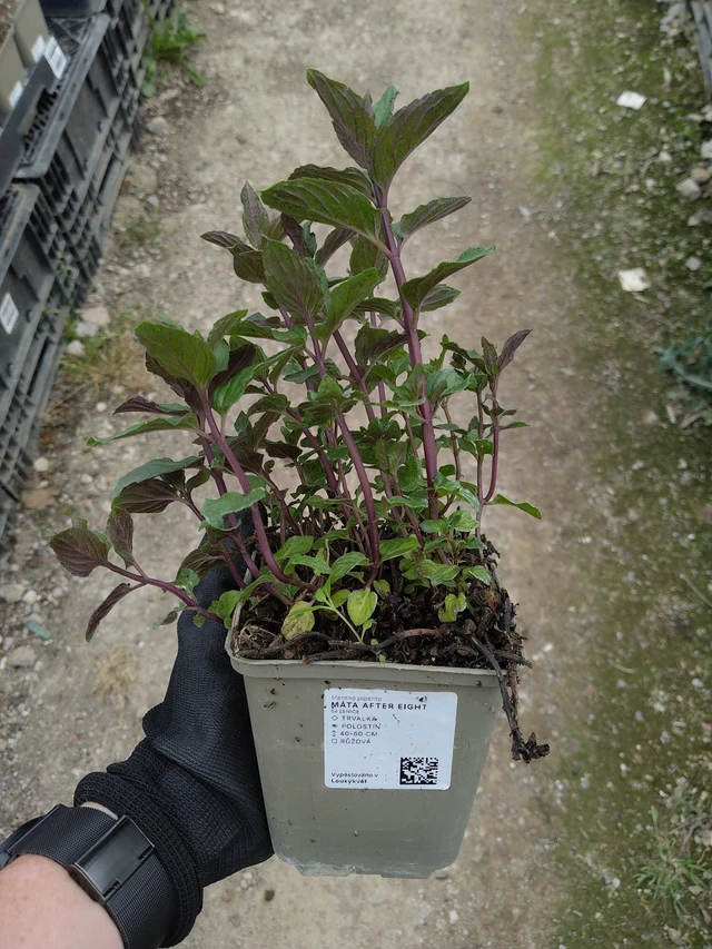 Menthe After Eight - 13. 5. 2026
