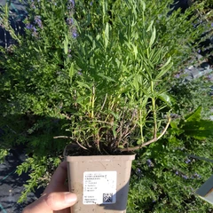 Plant